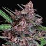 семена конопли для посадки купить Auto Black Lemon feminised Exotic Seed семена конопли для посадки купить Auto Black Lemon feminised Exotic Seed