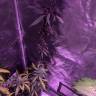 семена конопли курьером Auto Black Lemon feminised Exotic Seed семена конопли курьером Auto Black Lemon feminised Exotic Seed