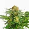конопля семена сорта заказать White Domina feminised Kannabia Seeds конопля семена сорта заказать White Domina feminised Kannabia Seeds