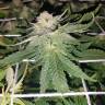 заказ семян конопли Москва Super Skunk regular Nirvana Seeds заказ семян конопли Москва Super Skunk regular Nirvana Seeds