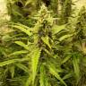 где можно заказать семена конопли Auto New York City feminised Pyramid Seeds где можно заказать семена конопли Auto New York City feminised Pyramid Seeds