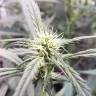 семена индийской конопли Auto Green Poison feminised Sweet Seeds