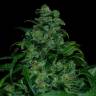заказ семян конопли Москва Tank feminised VIP Seeds заказ семян конопли Москва Tank feminised VIP Seeds