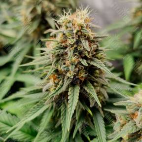Auto Easy Bud feminised Ganja Seeds