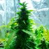 семена конопли курьером Auto Super Skunk feminised семена конопли курьером Auto Super Skunk feminised