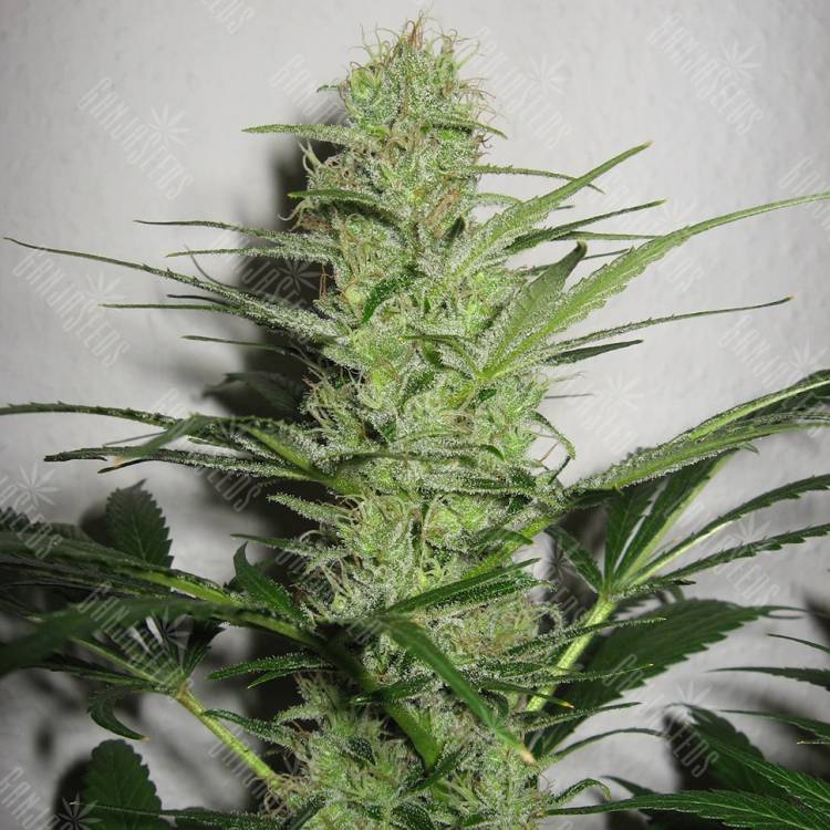 семена культурной конопли купить Auto Jack Herer feminised Green House Seeds семена культурной конопли купить Auto Jack Herer feminised Green House Seeds