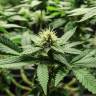семена культурной конопли купить AK-47 x Lowryder (Aklow) regular Ganja Seeds
