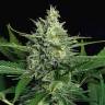 семена конопли для выращивания Auto Green Gummy feminised Exotic Seed семена конопли для выращивания Auto Green Gummy feminised Exotic Seed