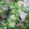 семена конопли марихуаны Snow White regular Nirvana Seeds семена конопли марихуаны Snow White regular Nirvana Seeds