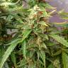 семена индийской конопли Auto Northern Lights feminised Pyramid Seeds семена индийской конопли Auto Northern Lights feminised Pyramid Seeds