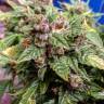заказ семян конопли Москва Auto Northern Lights feminised Pyramid Seeds заказ семян конопли Москва Auto Northern Lights feminised Pyramid Seeds
