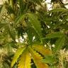автоцветущие семена конопли Auto Green Poison XL feminised Sweet Seeds