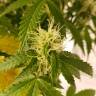 семена конопли f1 в оригинальной упаковке Auto Green Poison XL feminised Sweet Seeds