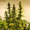 семена сортовой конопли Auto Green Poison XL feminised Sweet Seeds