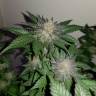 семена конопли феминизированные Auto Critical + feminised семена конопли феминизированные Auto Critical + feminised