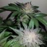 семена сортовой конопли Auto Critical + feminised семена сортовой конопли Auto Critical + feminised