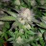 качественные семена конопли Auto Critical + feminised качественные семена конопли Auto Critical + feminised