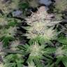 семена конопли индика Auto Critical + feminised семена конопли индика Auto Critical + feminised