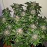 семена конопли для выращивания Auto Critical + feminised семена конопли для выращивания Auto Critical + feminised