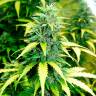 семена конопли почтой Auto Super Skunk regular семена конопли почтой Auto Super Skunk regular