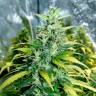 где можно заказать семена конопли Auto Super Skunk regular где можно заказать семена конопли Auto Super Skunk regular