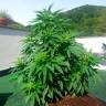 семена конопли автоцвет Auto Super Skunk regular семена конопли автоцвет Auto Super Skunk regular