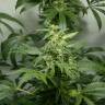семена конопли для курения Auto White Widow feminised Green House Seeds семена конопли для курения Auto White Widow feminised Green House Seeds