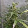 семена конопли для посадки купить Auto White Widow feminised Green House Seeds семена конопли для посадки купить Auto White Widow feminised Green House Seeds