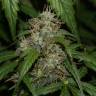 Auto Daiquiri Lime feminised Dutch Passion Seeds Auto Daiquiri Lime feminised Dutch Passion Seeds