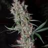 семена индийской конопли Karatal feminised Bang Seeds семена индийской конопли Karatal feminised Bang Seeds