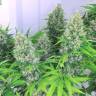 мощные семена конопли Karatal feminised Bang Seeds мощные семена конопли Karatal feminised Bang Seeds