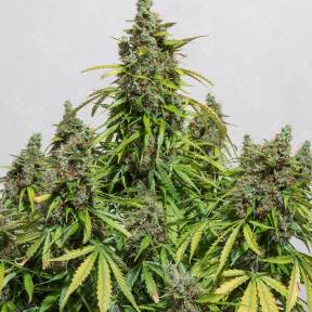 Auto Haze regular Ganja Seeds