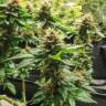 семена конопли Москва Acid regular Ganja Seeds семена конопли Москва Acid regular Ganja Seeds