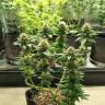 семена конопли Спб Acid regular Ganja Seeds семена конопли Спб Acid regular Ganja Seeds