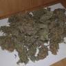 семена конопли дешево Kama Kush CBD feminised Kannabia Seeds семена конопли дешево Kama Kush CBD feminised Kannabia Seeds