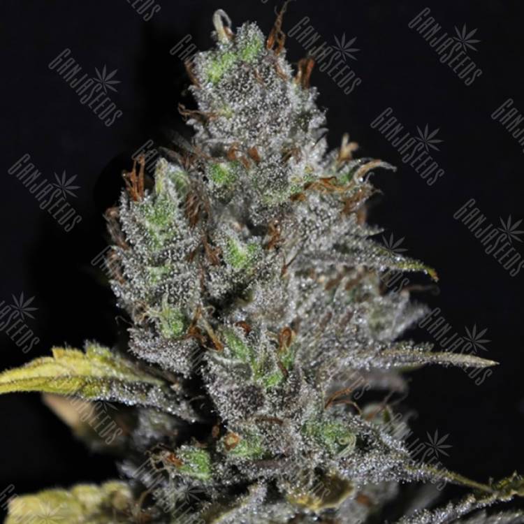 где заказать семена конопли Viagrra feminised VIP Seeds