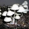 отпечатки псилоцибиновых грибов Panaeolus Cyanescens Jamaica отпечатки псилоцибиновых грибов Panaeolus Cyanescens Jamaica