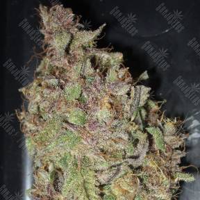 Auto Desfran feminised Dutch Passion Seeds