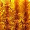 семена конопли аутдор Liberty Haze feminised Barneys Farm