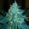 семена конопли дешево Liberty Haze feminised Barneys Farm