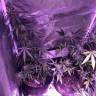 семена конопли гидропоники Auto Mango Cream feminised Exotic Seed семена конопли гидропоники Auto Mango Cream feminised Exotic Seed
