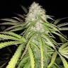 семена конопли в фирменной упаковке Mataro Blue CBD feminised Kannabia Seeds семена конопли в фирменной упаковке Mataro Blue CBD feminised Kannabia Seeds