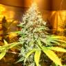 семена конопли интернет магазин Mataro Blue CBD feminised Kannabia Seeds семена конопли интернет магазин Mataro Blue CBD feminised Kannabia Seeds
