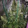 семена конопли дешево Sterling Haze regular Nirvana Seeds семена конопли дешево Sterling Haze regular Nirvana Seeds