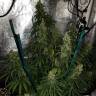 семена конопли с доставкой Sterling Haze regular Nirvana Seeds семена конопли с доставкой Sterling Haze regular Nirvana Seeds