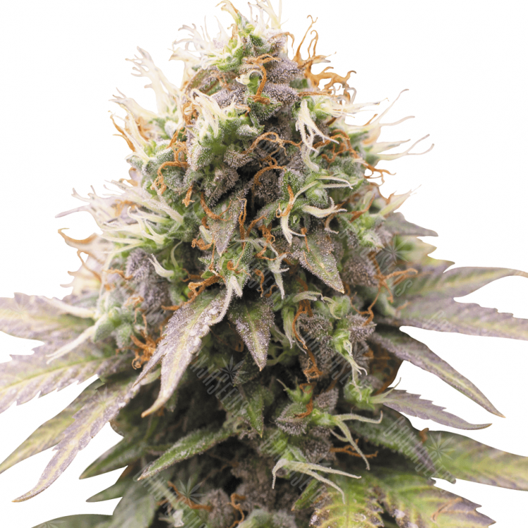 семена конопли в рф Auto Royal Kush feminised семена конопли в рф Auto Royal Kush feminised