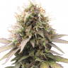 семена конопли в рф Auto Royal Kush feminised семена конопли в рф Auto Royal Kush feminised