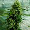 купить семена конопли аутдор Jack Herer regular