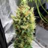 купить семена конопли с доставкой Neville's Haze feminised купить семена конопли с доставкой Neville's Haze feminised