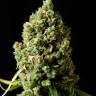 сайт по продаже семян конопли Neville's Haze feminised сайт по продаже семян конопли Neville's Haze feminised